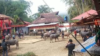 Download lagu petambaian Tedong lempo 13 des 17(2) mp3