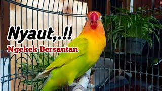 Download lagu Lovebird Manapun Langsung Ramai Seketika, Saat Di Dengarkan Suara Pancingan Lovebird Ngekek Panjang mp3 Download lagu Lovebird Manapun Langsung Ramai Seketika, Saat Di Dengarkan Suara Pancingan Lovebird Ngekek Panjang mp3