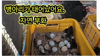 병아리가 태어났서요. 자연 부화