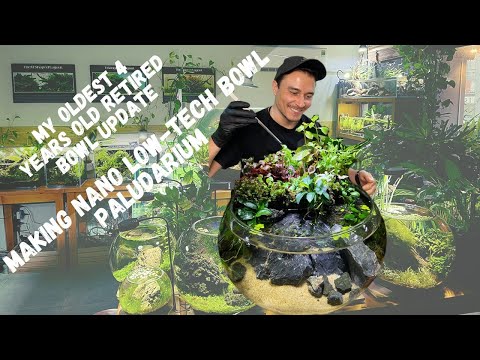 LOW-TECH NANO BOWL-PALUDARIUM | UPDATE OF MY OLDEST BOWL TANK | WALSTAD METHOD