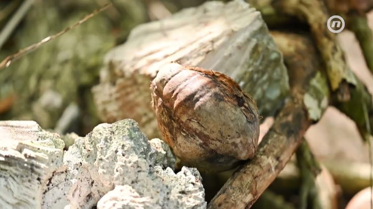 Survivor: Dominikanska Republika Teaser 1