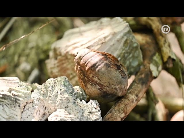 Survivor: Dominikanska Republika Teaser 1