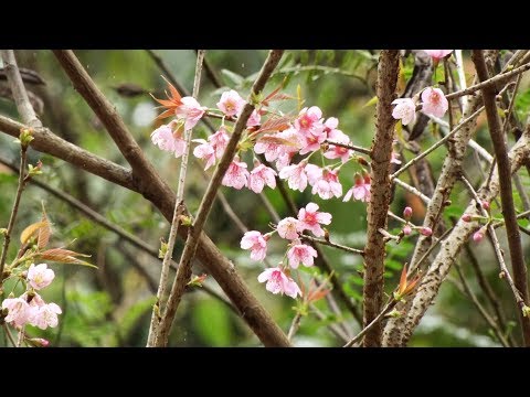 Cerejeira, a árvore que é símbolo do Japão, floresce em Friburgo