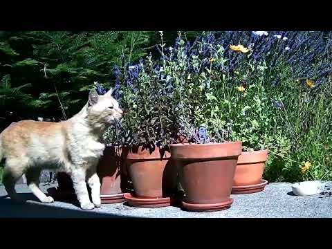 Catnip 6 Month Timelapse