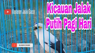 Download lagu Jalak Putih Gacor Untuk Pancingan Jalak Macet Bunyi - Jalak Putih Gacor Full Isian mp3 Download lagu Jalak Putih Gacor Untuk Pancingan Jalak Macet Bunyi - Jalak Putih Gacor Full Isian mp3