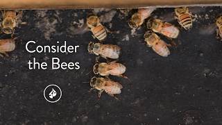 Consider the Bees - Faith Story | Short Documentary