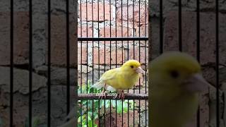 Download lagu KENARI malas bunyi, Terapi untuk kenari masteran canary #canarysingtraining #kanareyka mp3