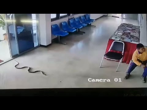 SNAKES Sudden Attack On HUMANS Caught On CCTV