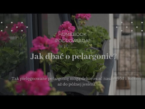 Jak dbać o pelargonie? 🌿🌺