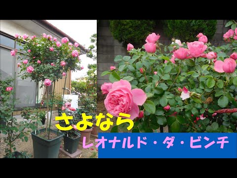 フロリバンダ「レッド・レオナルド・ダ・ヴィンチ」 植物