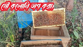 মৌ বাক্স ডিভিশন দেওয়া উপযুক্ত সময়। এখন রানী তারাতাড়ি মিট হবে। bee Box Division