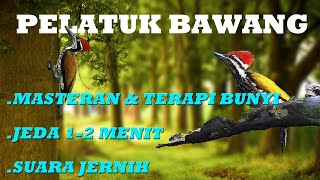 Download lagu Masteran Suara Burung Pelatuk Bawang  || JEDA 1-2 MENIT mp3 Download lagu Masteran Suara Burung Pelatuk Bawang  || JEDA 1-2 MENIT mp3