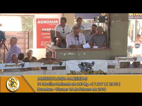 16-02-18 Venta de Machos Holando - Jauregui Lorda Haciendas - Brandsen