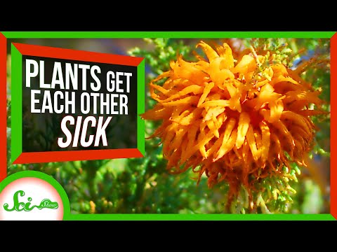 植物が病気になる3つのばかげた方法 (3 Ridiculous Ways Plants Get Sick)