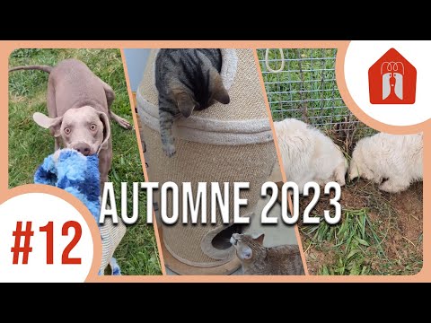 Reed et le vrai artisanat français ! 🐶 Pension CHEZ MARTH' 87 #12