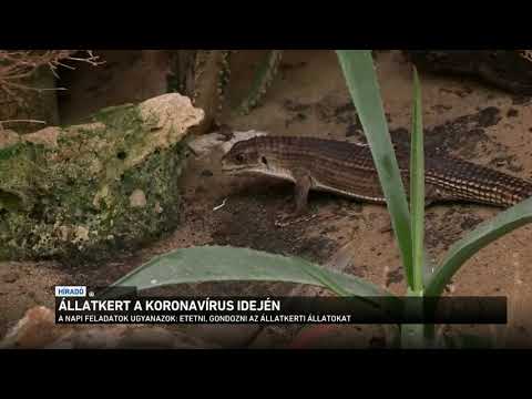 Fájdalom a térd mögött, amikor kinyújtják