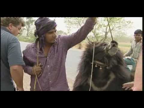Dancing bears on the streets of Agra