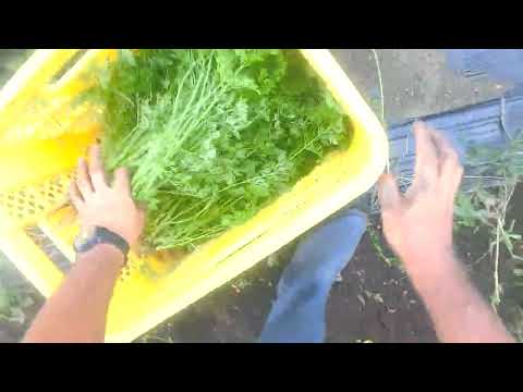 「オーガニック」が主流になって久しい