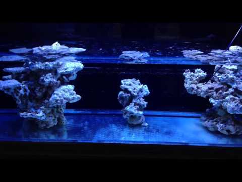 200g Reef Tank - Episode 15 - Rock Curing ( part 1 )