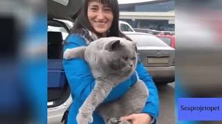 Vídeos Engraçados de Animais   Gato e Cão   Tente não rir