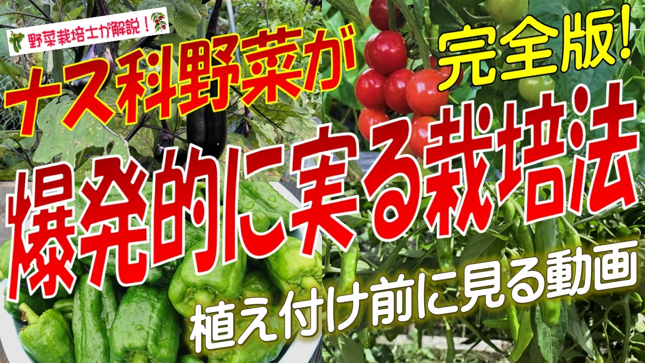 【ナス科野菜】驚くほど実がつく栽培方法（ナス・トマト・ピーマン・シシトウの収穫量が増えない本当の理由）
