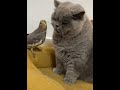 Cats And Birds