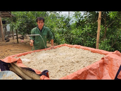 How to preserve cassava flour for pigs to eat all year round to save livestock costs