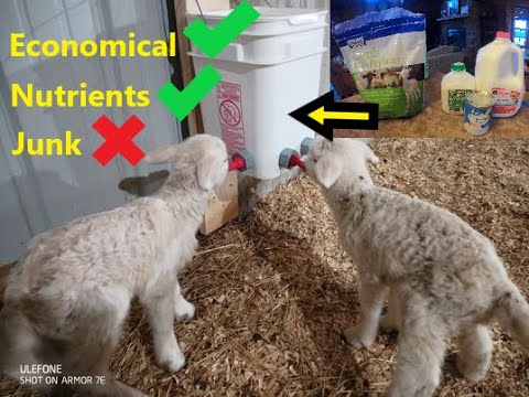 , title : 'How to make your own lamb milk replacer for bottle lambs! Its easy and economical...