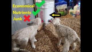How to make your own lamb milk replacer for bottle lambs! Its easy and economical...