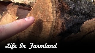 How To Identify Oak Firewood