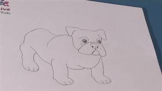 How To Practice Drawing Bulldog