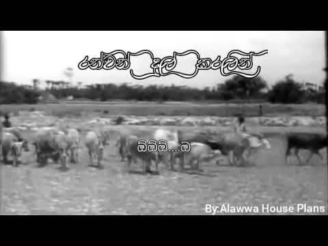 "Ranwan Dul Karalin" Lyrics - Latha Walpola - Mathalan 1955 Film Songs - Ran Wan Dul Karalin Pasila