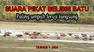 Download lagu suara pikat belibis batu durasi 1 jam mp3 Download lagu suara pikat belibis batu durasi 1 jam mp3