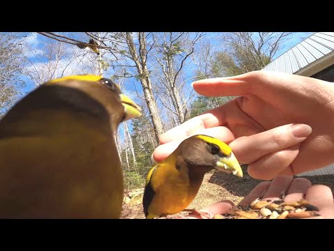 Caressing Evening Grosbeaks [Apr-18-2022]