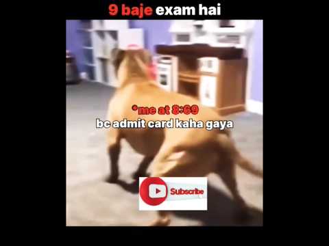 🐕 Dog out of control!sab kush bhul gya !Searching Something!