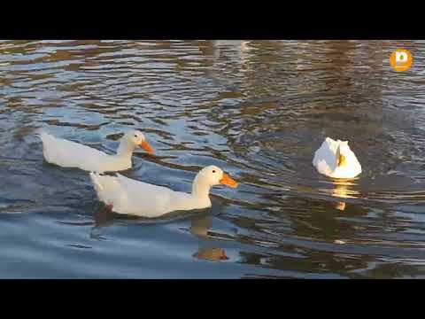 Intensa pelea de gansos en los Lagos de Palermo 🦢