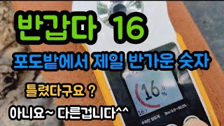 #샤인머스켓 #추석한가위선물 #비가림시설대형비닐하우스