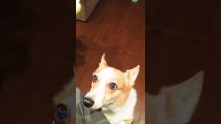 姉のバイク窃盗して勝手に遊びに行く 電動バイク doggie 原付 【犬あり】