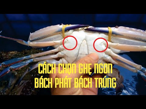 CHỌN ĐỒ NGON 100: Cách chọn GHẸ tươi ngon "bách phát bách trúng" trong chưa đầy một nốt nhạc