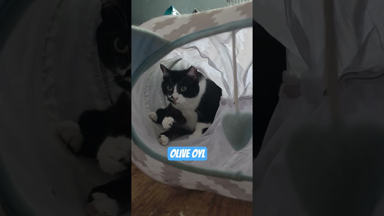 Enlarge Olive Oyl, a Adoptable mixed breed in Dallas, TX video 4/6