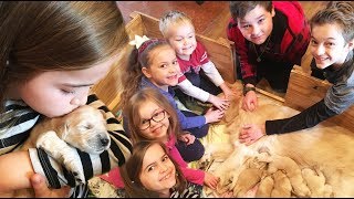 Puppysitting Nine Puppies! Cuteness Overload! | Crazy8Family