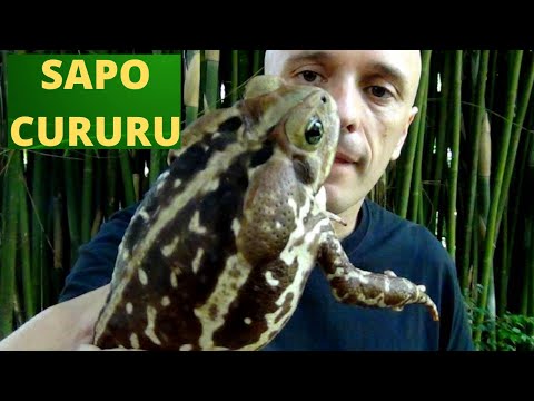 SAPO-CURURU - Ele tem leite venenoso? Faz xixi nos olhos? Conheça o anfíbio mais famosos do mundo!
