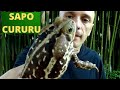 SAPO CURURU Ele Tem Leite Venenoso Faz Xixi Nos Olhos Conheça O Anfíbio Mais Famosos Do Mundo