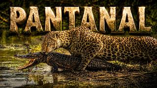 PANTANAL SELVAGEM | Sobrevivência Extrema no Território dos Predadores | Documentário de Animais