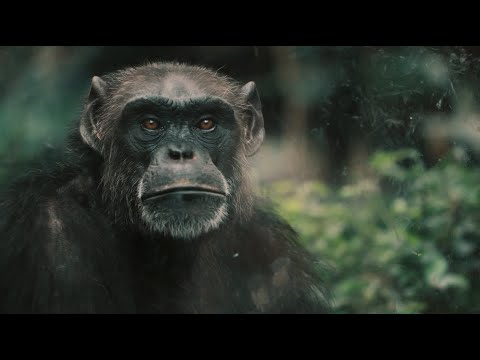 Vin Vega x Jens O. - Mammals (Vin Vega Edit) [Official Video]