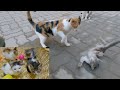 Kitten Being Brutally Beaten By Stray Calico Cats I Saved The Kitten