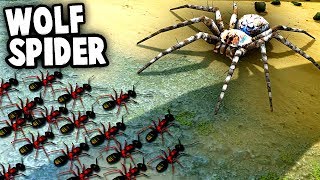 GIANT SPIDER vs Ant Colony!  Wolf Spiders vs NEW ANT Species (Empires of the Undergrowth)