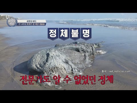 멕시코, 휴지(?)같은 정체불명 괴물체 발견… (윽) 비정상회담 177회