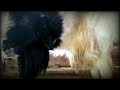 Suara Kambing Birahi Minta Kawin Suara Kambing Sange