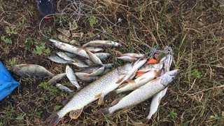 Рыбалка в самарской области на кинеле